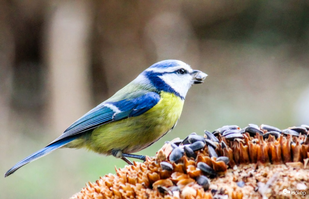 Itt mindig van fincsiség