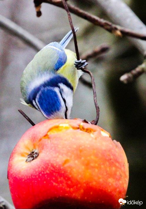 Almába dugom a fejem 