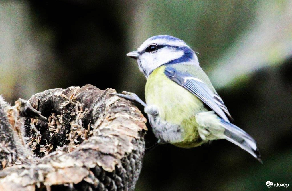 Kék cinege egy lábbal kapaszkodik 
