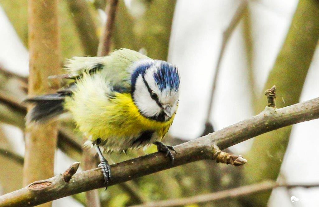 Menjek vagy maradjak. 
