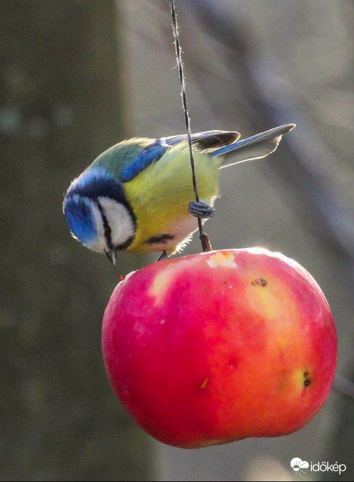 Kék cinege  A piros alma a kedvencem 