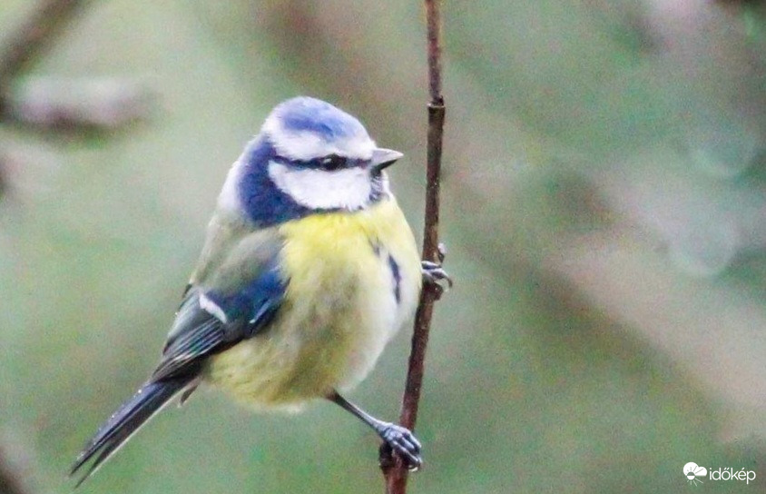 Kék cinege a rúdtáncos 