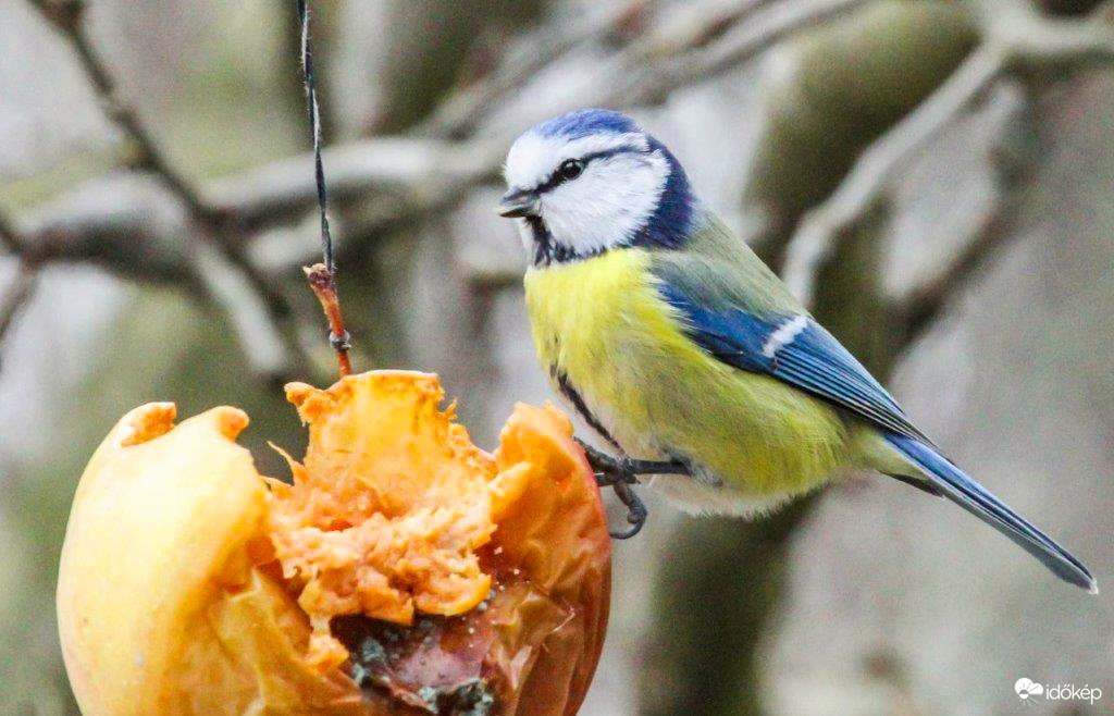 Gyümölcsnapot tartok 