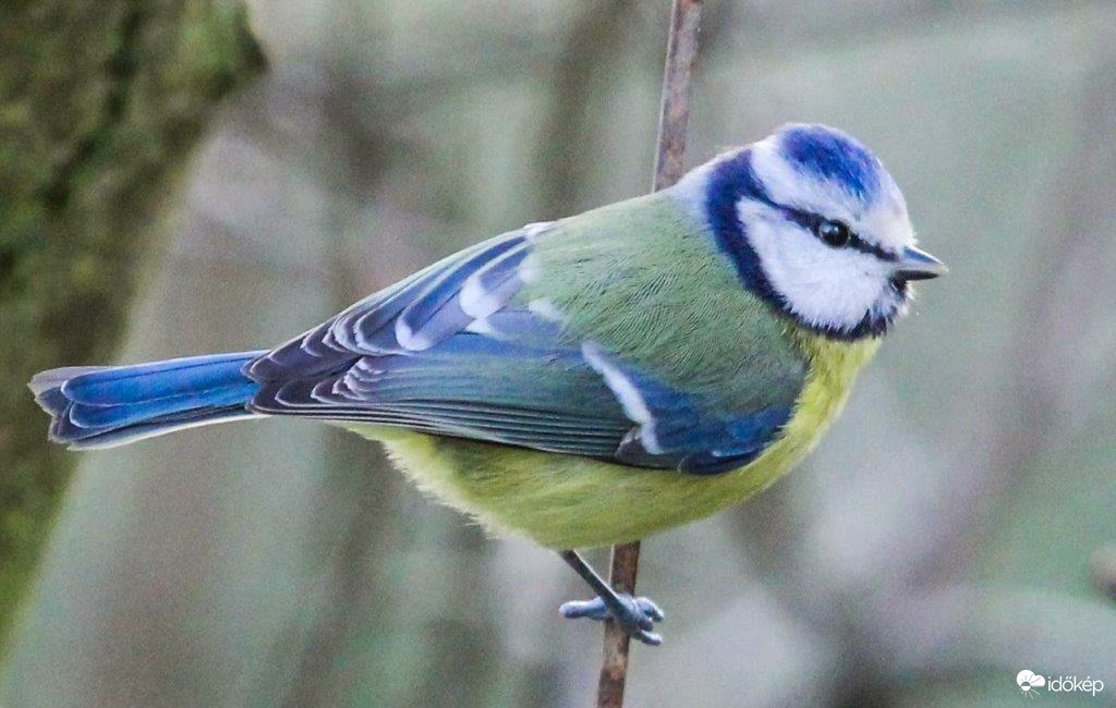 Kék cinege egy lábon 