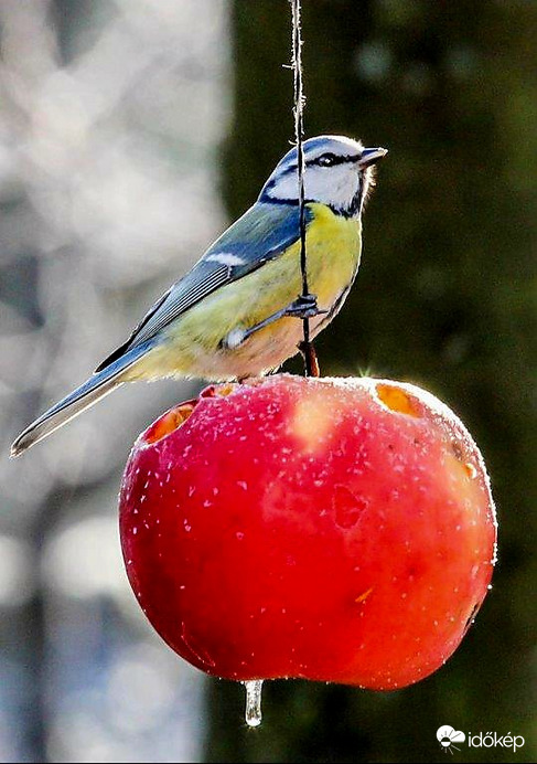 A mirelit almát is szeretem 