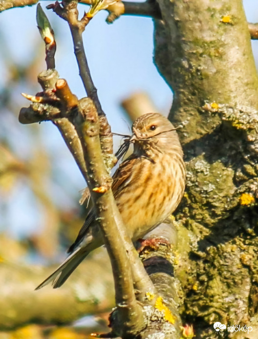 Kenderike fészket épít. 