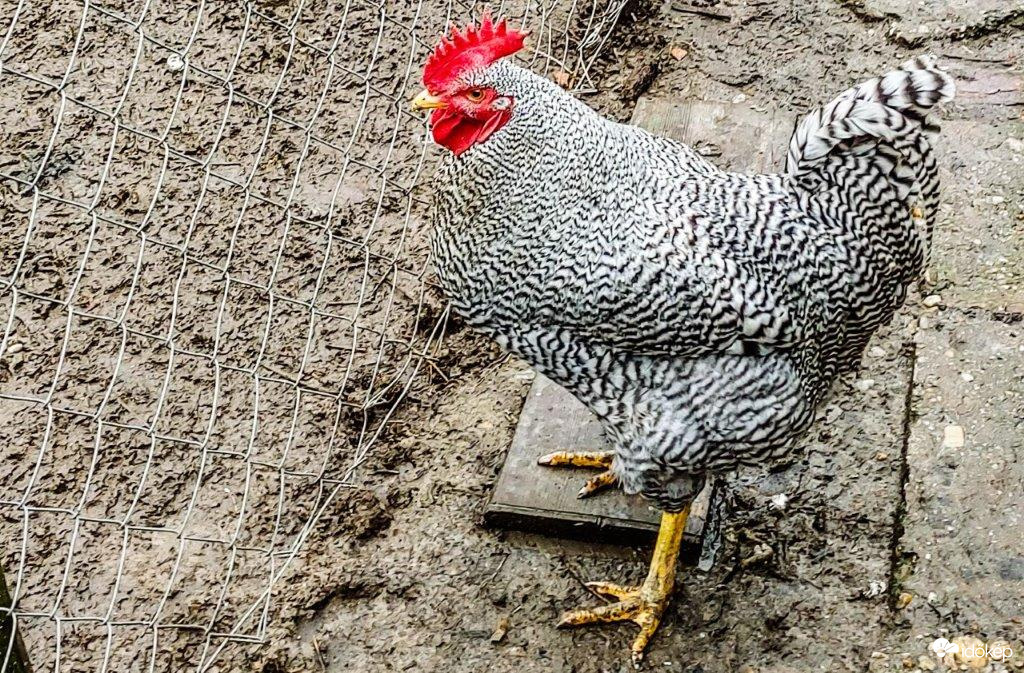 A Kukori a szomszéd Kotkodáját szemléli. Csak ez a fránya kerítés ne lenne 