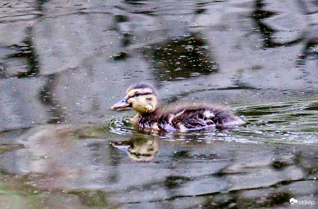 Kis kacsa fürdik fekete tóban...