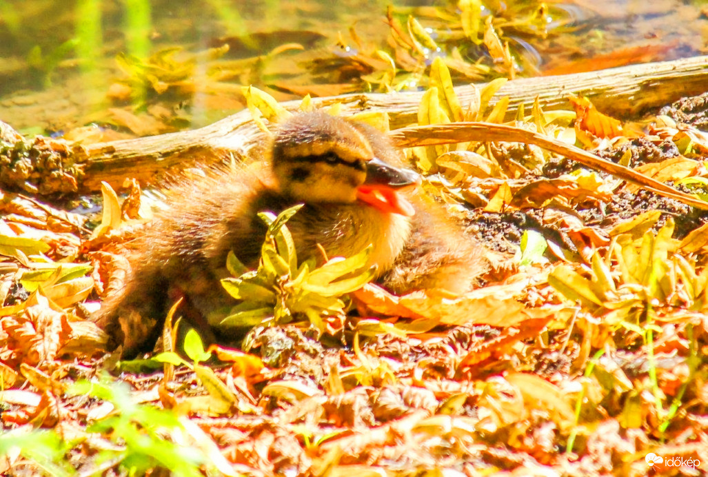 Melegem van, hol van a víz. 