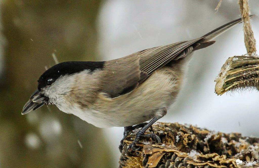 Ha kettőt viszek, egy utat megspórolok. (Kormosfejű cinege)