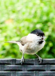 Éhes vagyok! Kormosfejű cinege 