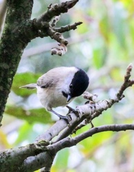 Látod? Kormosfejű vagyok!