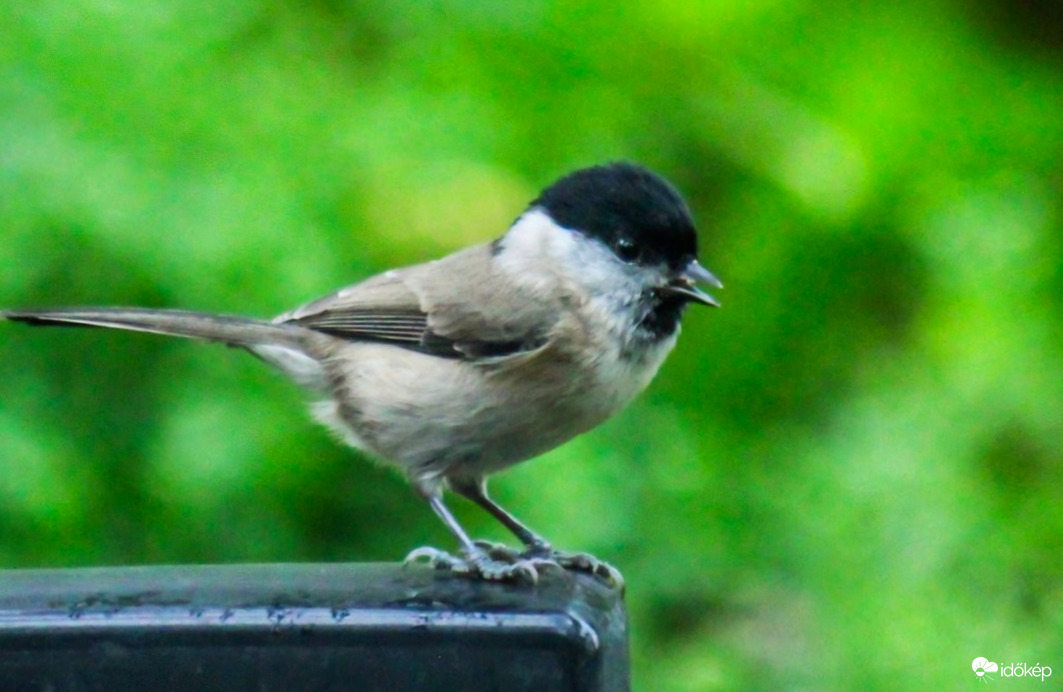 Kormosfejű cinege az esőben. 