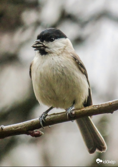 Kormosfejű cinege a ködben. 