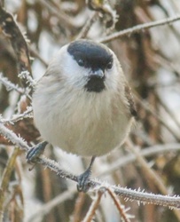 Hideg van, fázik a lábam. Kormosfejű. 