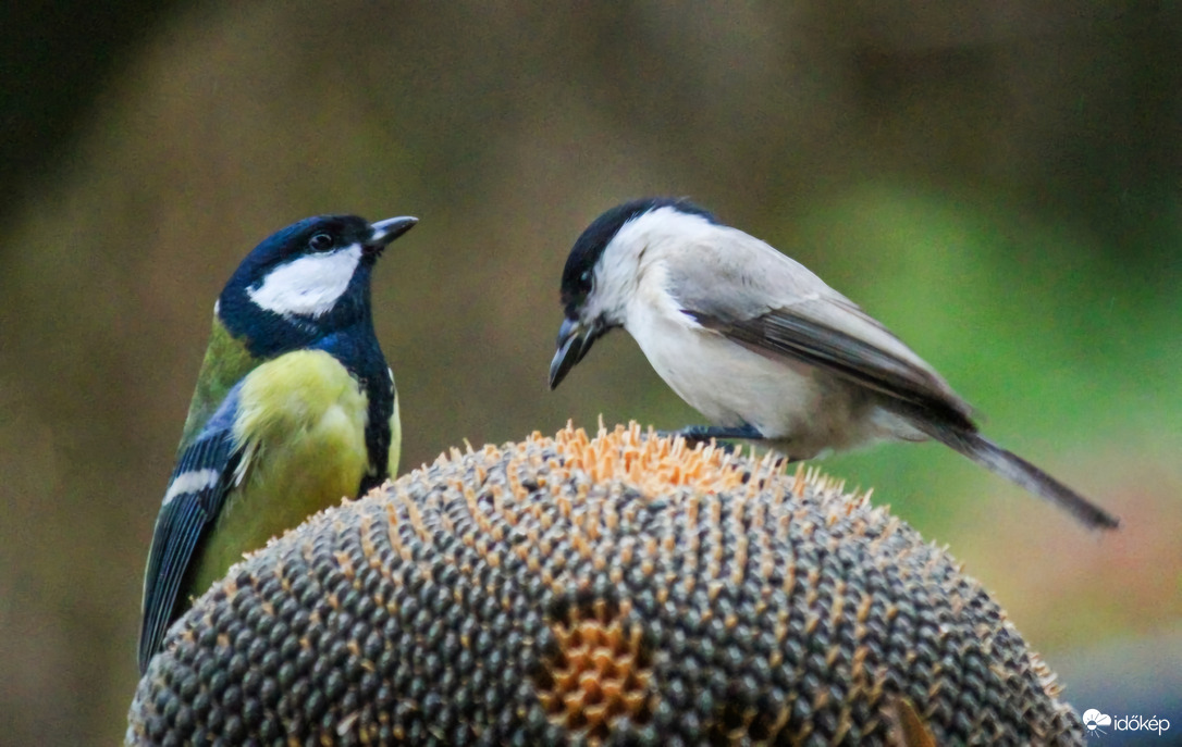 Együnk, hogy legyen tele a begyünk!