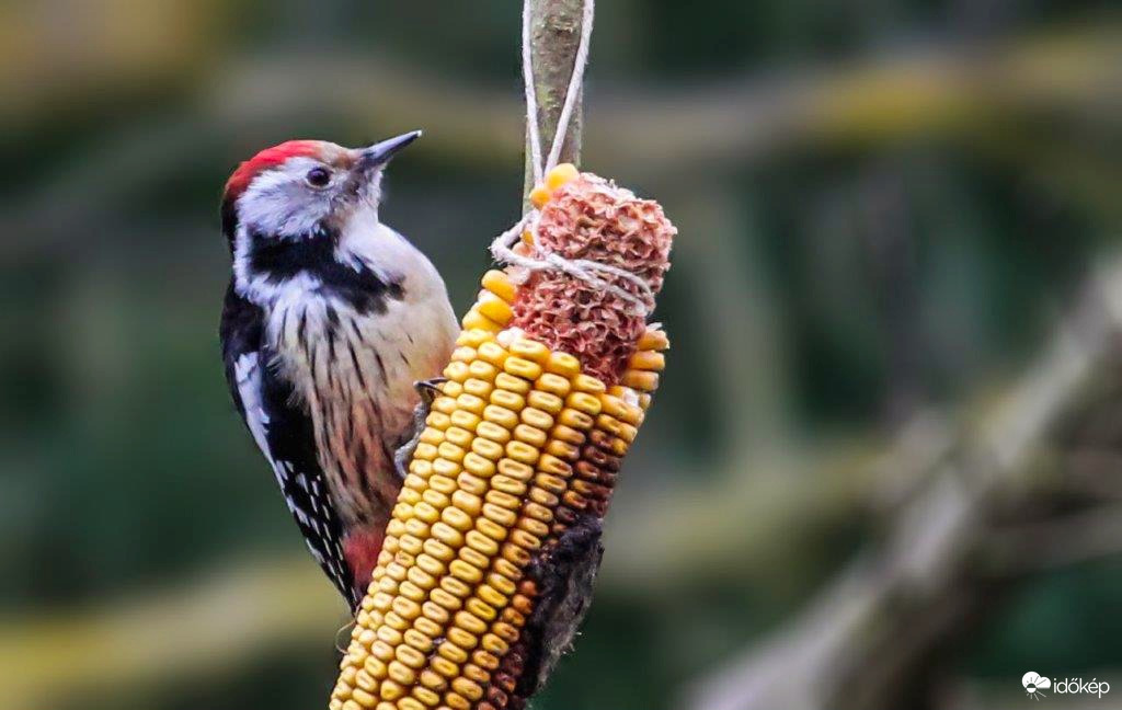 Középfakopáncs kukoricázik 