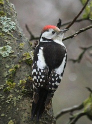 "Kopi" a kedvenc látogatóm. Minden nap megjelenik 