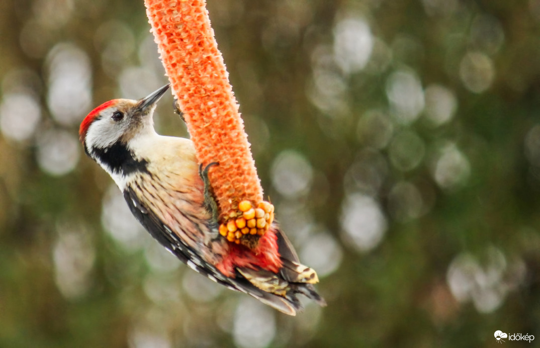Középfakopáncs  Kérem a következőt!