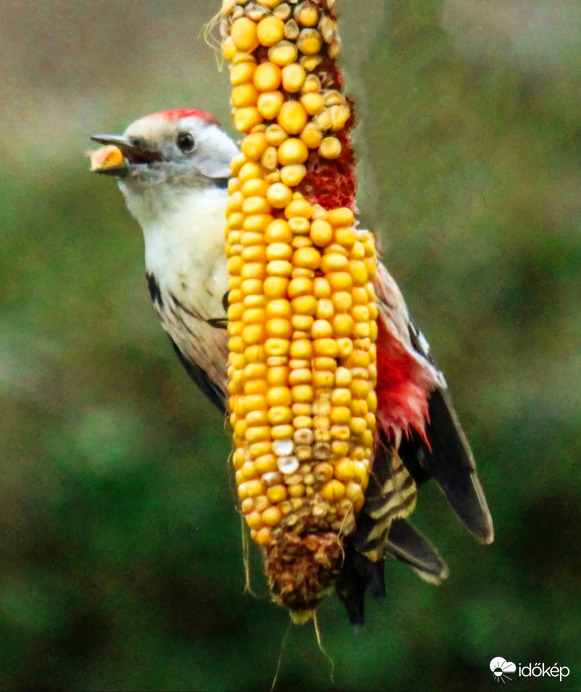 Egy kis csemege. Fakopáncs. 