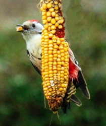 Egy kis csemege. Fakopáncs. 