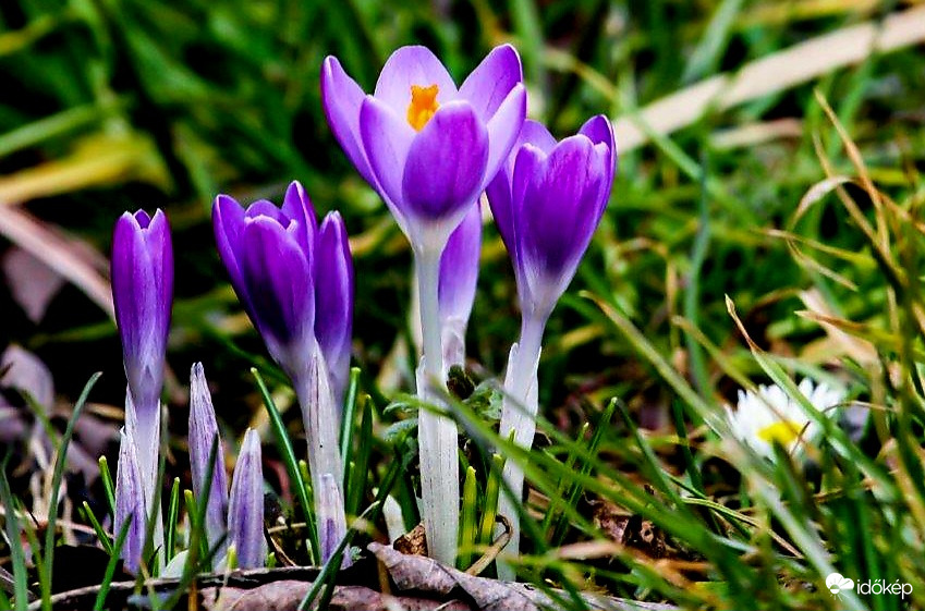Krókusz 
