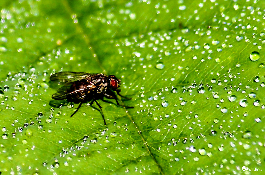 Szomjas légy!