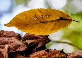 Hullik a fáról sárga levél...