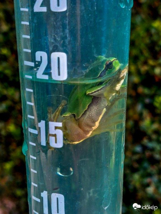 19-re Levelibékát kaptam!