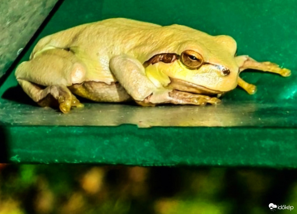 Én mondtam, hogy esni fog. Leveli béka. 