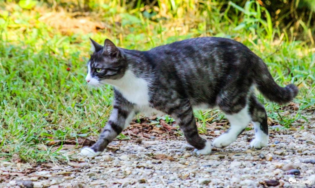 Settenkedem, ne zavarj!