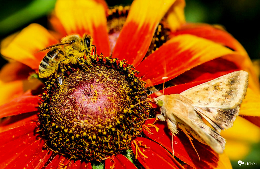 Méhecske és Aranygamma bagolylepke 