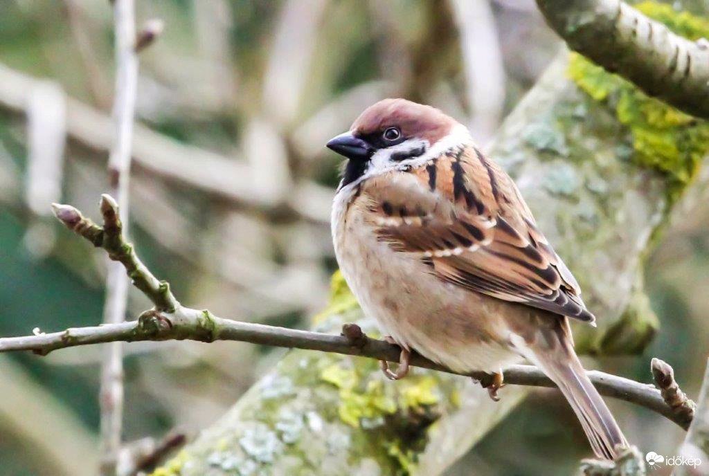 Jobb ma egy Veréb, mint holnap egy Túzok 