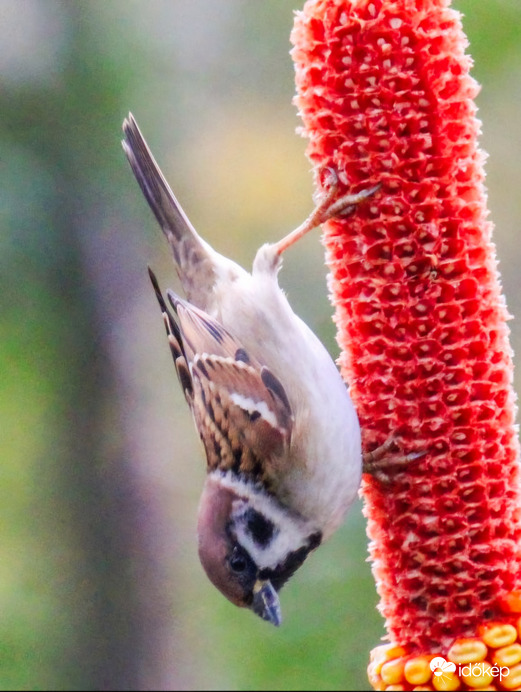 Velem lehet kukoricázni! Mezei veréb. 