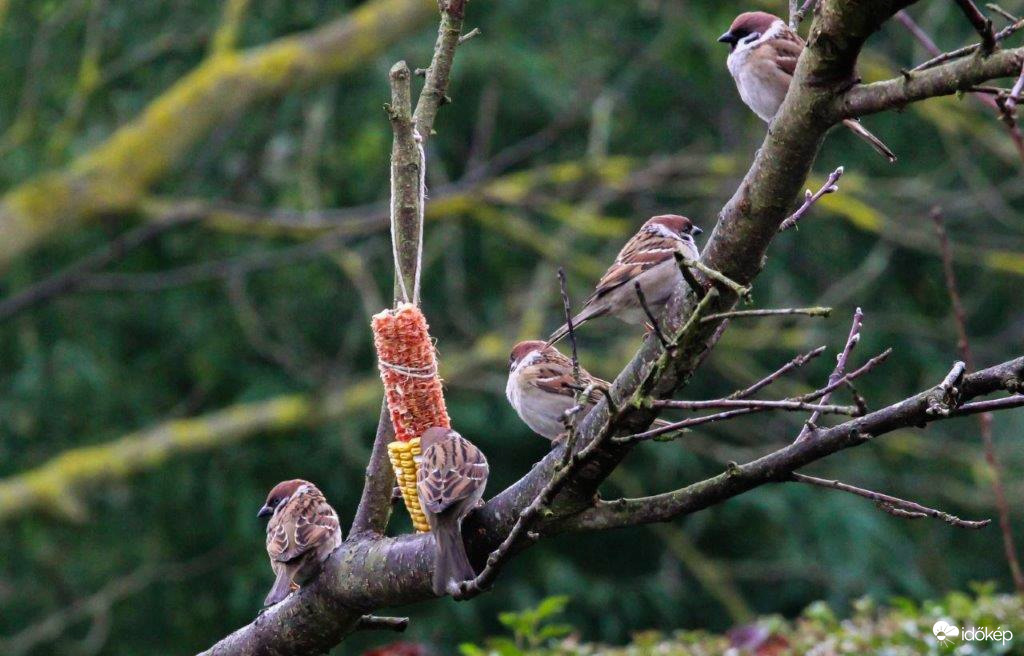 Gyenge volt a kukorica termés Sorban állnak a Verebek 