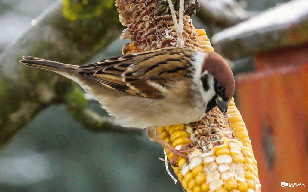 Reggeli kukorcázás 