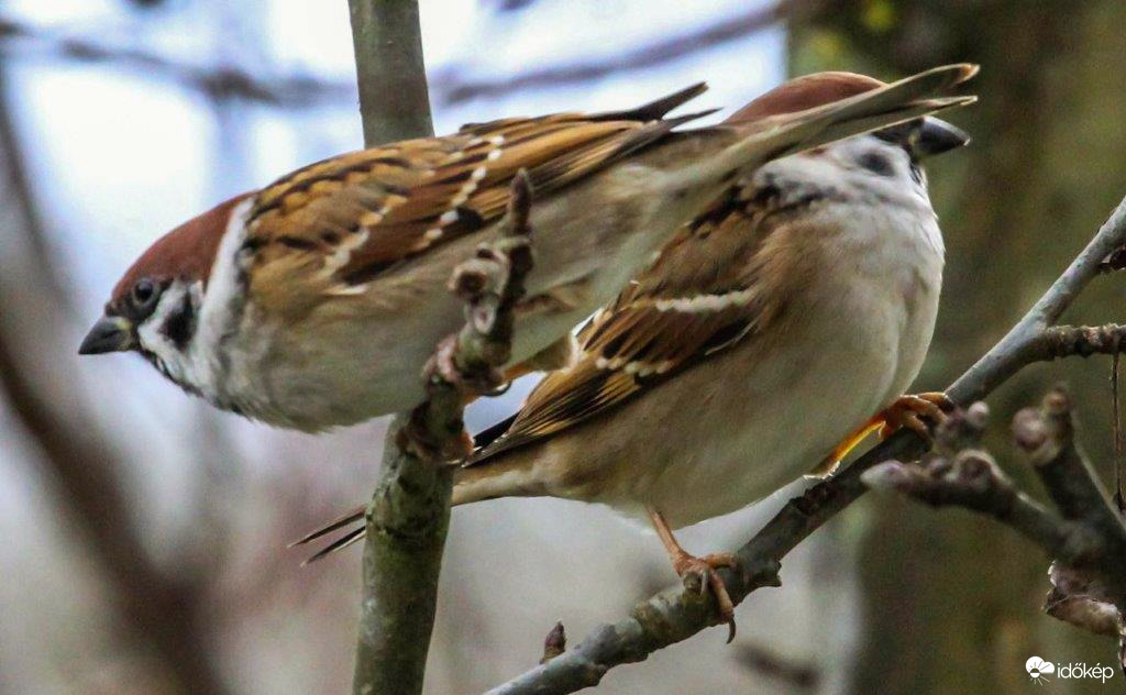 A farkadtól semmit sem látok!