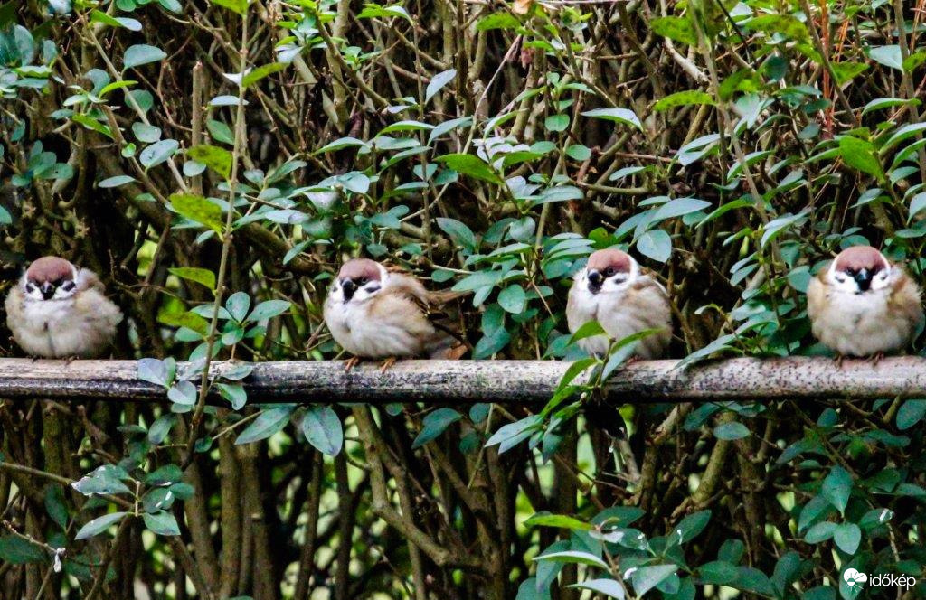 Mezei verebek melegeknek a szélárnyékba 