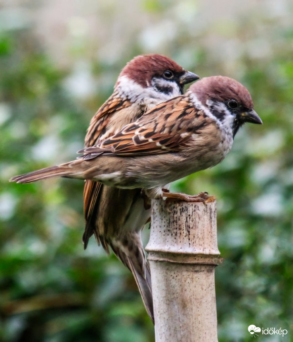 A jó Verebek kis helyen is elférnek .