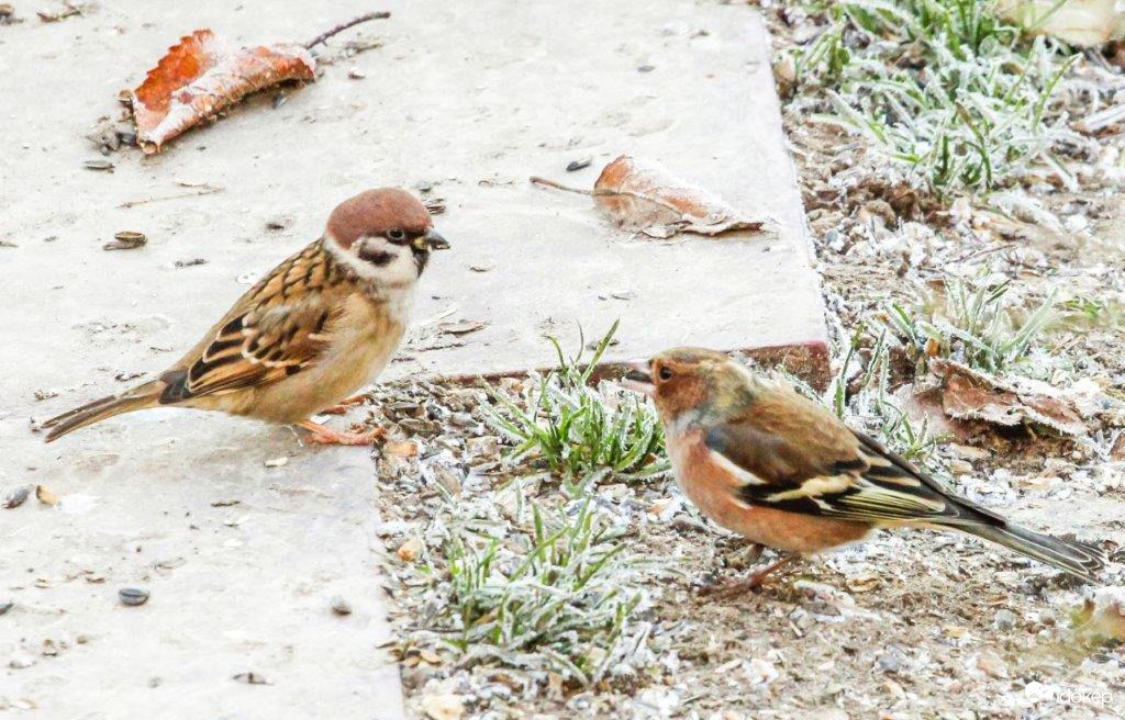 A Veréb és a Pintyőke pletyizik 
