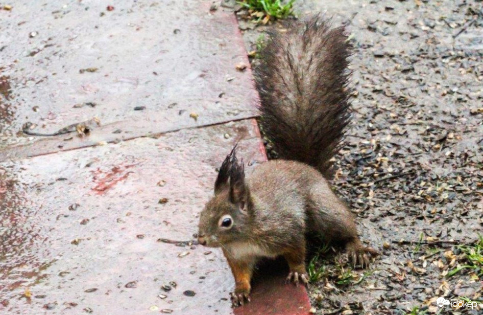 Fülem farkam elázott, Misi Mókus megfázott 