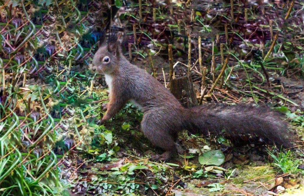 Ne zavarj, lopakodom!