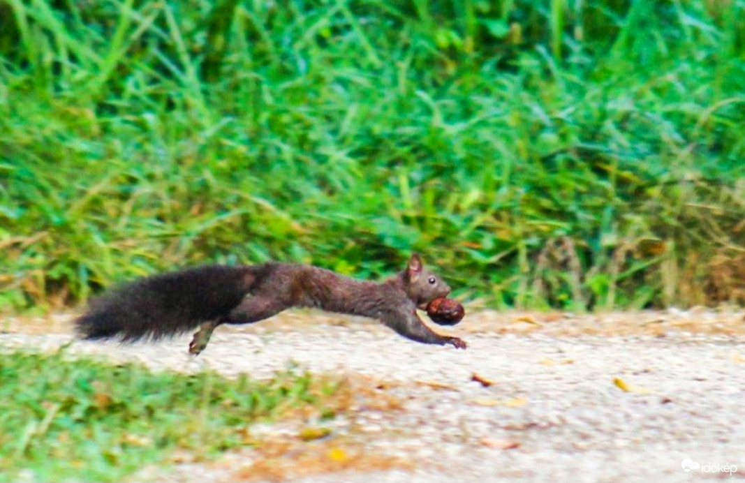 Fogd a diót és fuss!