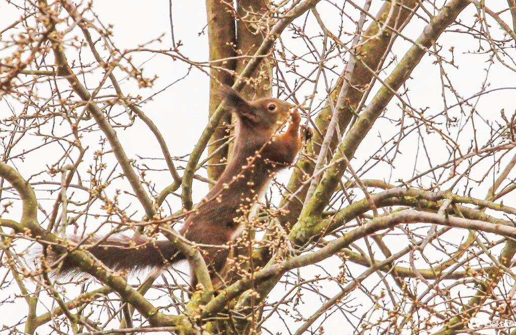 A Mókus szaglászik a fosókaszilva fán 