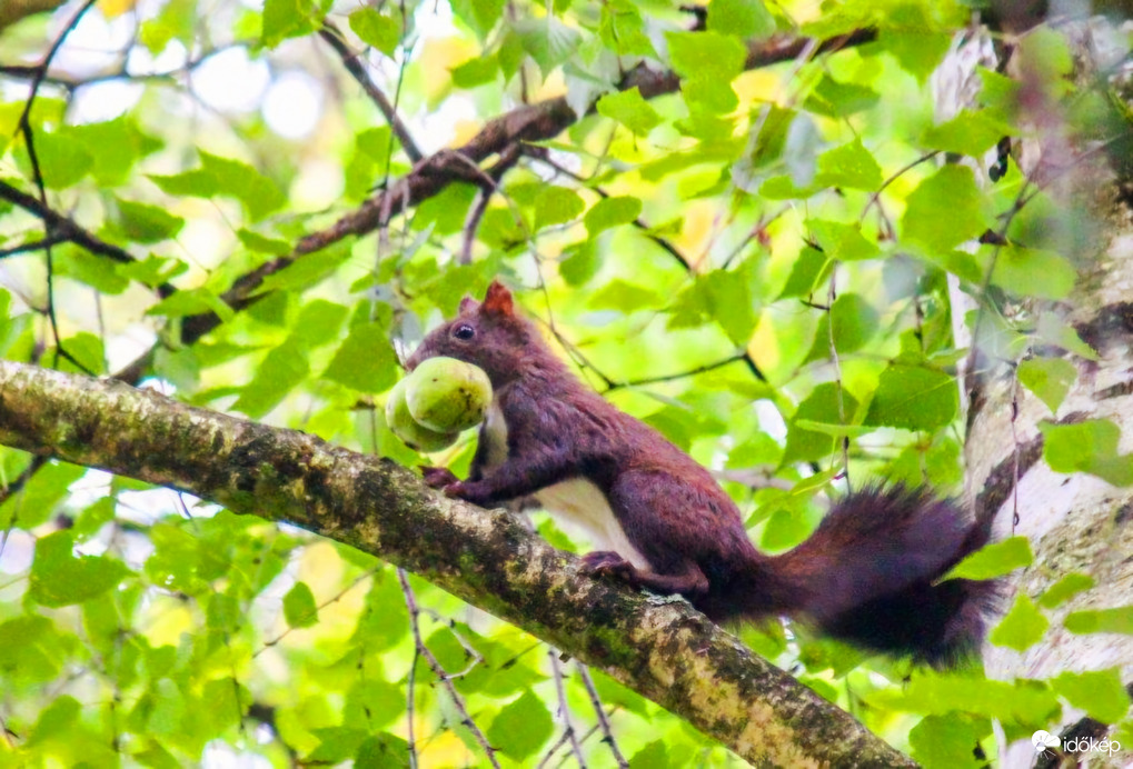 Kezdődik a korai diószüretet 