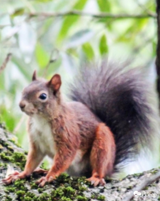 Gyere bújócskázni!