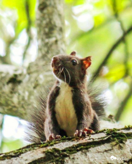 Esik vagy csak borul 