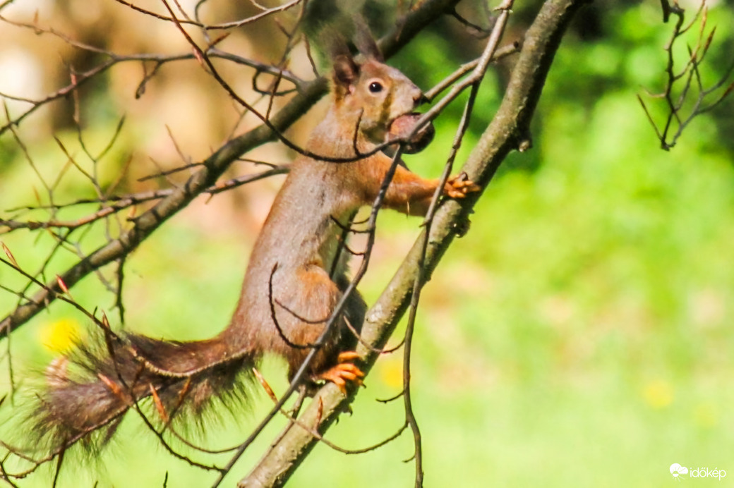 Diós bejglit készítek!