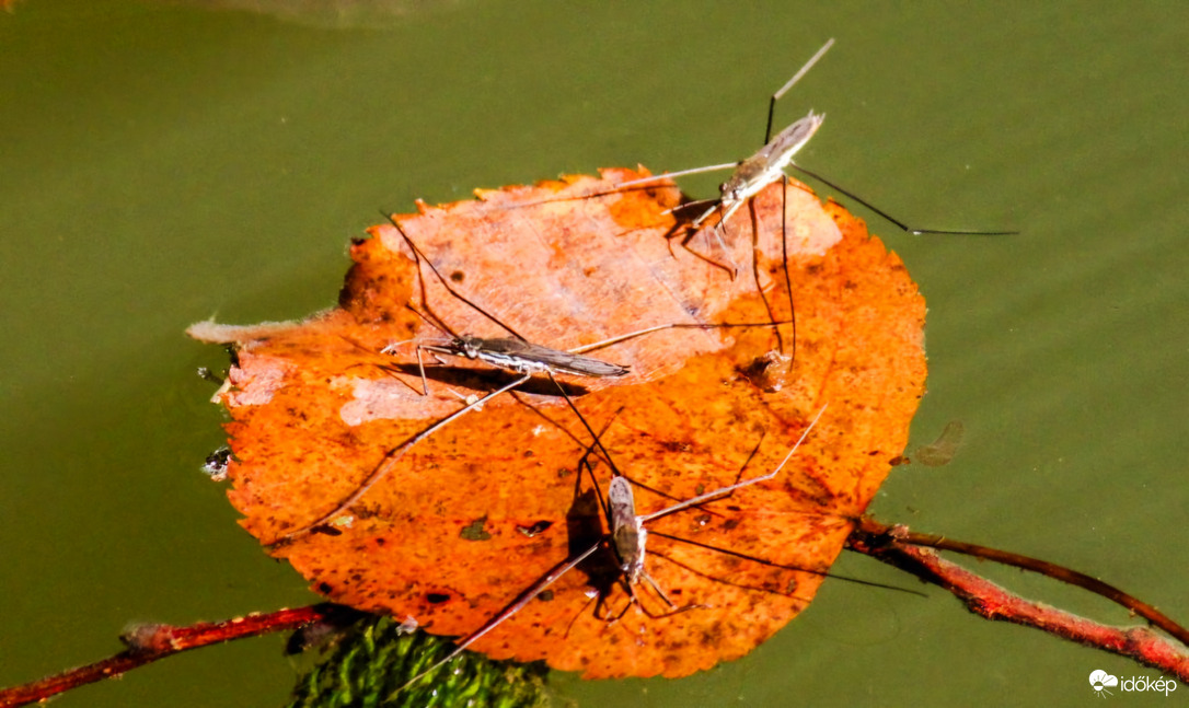 Egy csónakban evezünk. Molnárkák. 