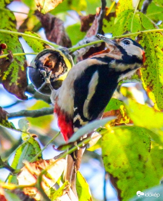 Nagy fakopáncs Meózom a diót. 
